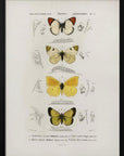 Plakat - Different Types of Butterflies - Admen.dk