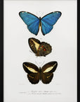 Plakat - Different Types of Butterflies II - Admen.dk