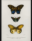Plakat - Different Types of Butterflies III - Admen.dk