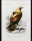 Plakat - Eastern Imperial Eagle - Admen.dk