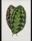 Plakat - Calathea Veitchiana leaf art - Admen.dk