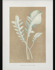 Plakat - Centaurea Candidissima Leaf Illustration - Admen.dk