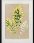 Plakat - Cineraria Maritima Fairbairnianum Leaf Illustration - Admen.dk