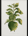 Plakat - Common Hawnthorn Leaf Illustration - Admen.dk