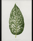 Plakat - Dieffenbachia Seguina Leaf Illustration - Admen.dk