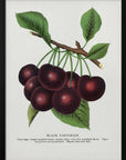 Plakat - Black Tartarian Cherry Lithograph - Admen.dk