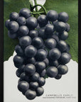 Plakat - Campbell's Early Grape Lithograph - Admen.dk