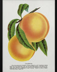 Plakat - Champion Plum Lithograph - Admen.dk