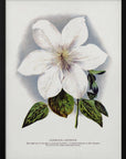 Plakat - Clematis Flower Lithograph - Admen.dk