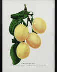 Plakat - Coe's Golden Drop Plum Lithograph - Admen.dk