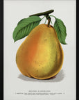 Plakat - Duchess D'angouleme Pear Lithograph - Admen.dk