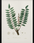 Plakat - Boswellia Serrata Medical Botany - Admen.dk