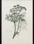 Plakat - Caraway (carum Carui) Medical Botany - Admen.dk