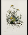 Plakat - Chamomile (anthemis Nobilis) Medical Botany - Admen.dk