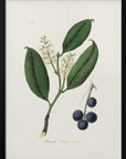 Plakat - Cherry Laurel (prunus Laurocerasus) Medical Botany - Admen.dk