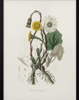 Plakat - Coltsfoot (tussilago Farfara) Medical Botany - Admen.dk