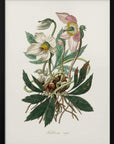 Plakat - Christmas Rose (helleborus Niger) Medical Botany - Admen.dk