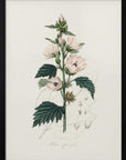 Plakat - Common Marshmallow (althea Officinalis) Medical Botany - Admen.dk