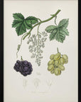 Plakat - Common Grape Vine (vitis Vinifera) Medical Botany - Admen.dk