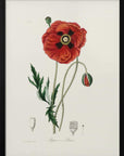 Plakat - Common Poppy (papaver Rhoeas) Medical Botany - Admen.dk
