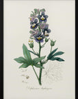 Plakat - Delphinum Staphisagria Medical Botany - Admen.dk
