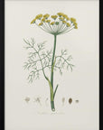Plakat - Dill (anethum Graveolens) Medical Botany - Admen.dk