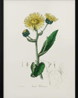 Plakat - Elecampane (inula Helenium) Medical Botany - Admen.dk