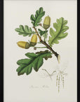 Plakat - English Oak (quercus) Medical Botany - Admen.dk
