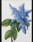 Plakat - California Lilac (1935) - Admen.dk