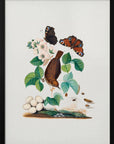 Plakat - House Wren - Admen.dk