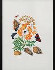 Plakat - Caesalpinoid Legume - Admen.dk