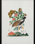 Plakat - Northern Wheatear - Admen.dk