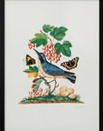 Plakat - Subalpine Warbler - Admen.dk