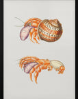 Plakat - Diogenes Crab - Admen.dk