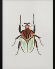 Plakat - Cacique Beetle - Admen.dk