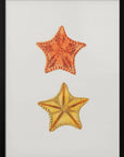 Plakat - Carved Asterias - Admen.dk