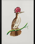 Plakat - Crested Tody - Admen.dk