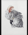 Plakat - Cockatoo Head - Admen.dk