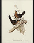 Plakat - Downy Pycnoptilus - Admen.dk