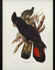 Plakat - Banksian Cockatoo - Admen.dk