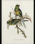 Plakat - Black Tailed Parakeet - Admen.dk