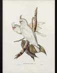 Plakat - Blood Stained Cockatoo - Admen.dk