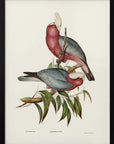 Plakat - Cacatua Eos - Admen.dk
