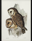 Plakat - Chestnut Faced Owl - Admen.dk