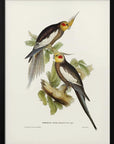 Plakat - Cockatoo Parakeet - Admen.dk