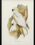 Plakat - Crested Cockatoo - Admen.dk