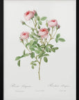 Plakat - Burgundian Rose, Les Roses (1817–1824) - Admen.dk