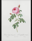 Plakat - Burgundy Cabbage Rose, Les Roses (1817–1824) - Admen.dk