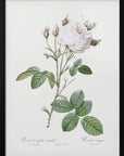 Plakat - Cabbage Rose White Provence, Les Roses (1817–1824) - Admen.dk