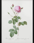 Plakat - Crenate Leaved Cabbage Rose, Les Roses (1817–1824)